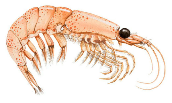 Informazioni importanti sullolio di Krill