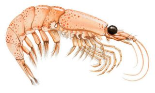 Informazioni importanti sullolio di Krill